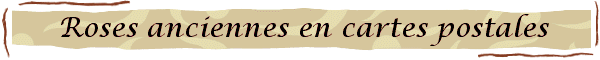 page roses anciennes