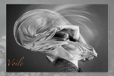 pollet 10