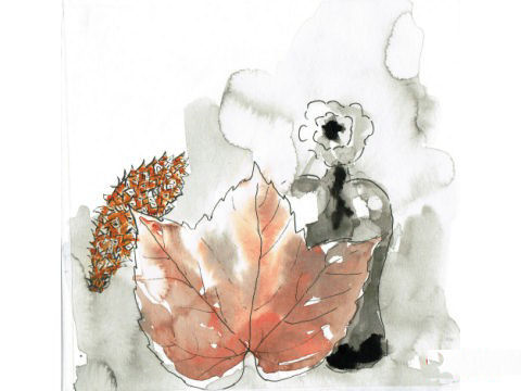 Feuille rose