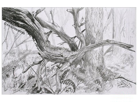 2016-03-16-arbres5