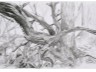 2016-03-16-arbres5